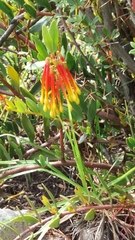 Tristerix penduliflorus