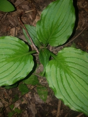 Hosta