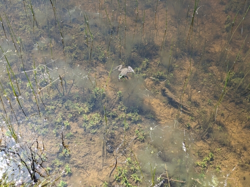 iNaturalist observation photo of American Bullfrog