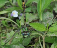 Ophiogomphus incurvatus