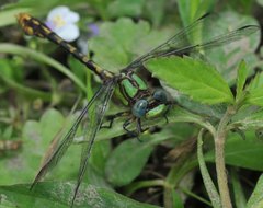 Ophiogomphus incurvatus