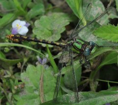 Ophiogomphus incurvatus