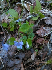 Viola labradorica