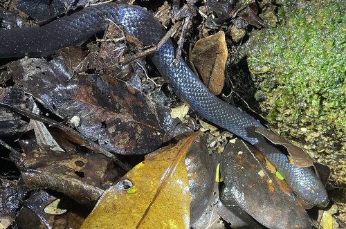 Photo of a Night Brook Snake (Pseudoxyrhopus heterurus)