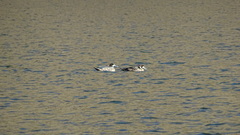 Speculanas specularis