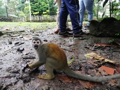 Humboldt's Squirrel Monkey photo 4
