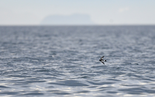 Pincoya Storm Petrel (Oceanites pincoyae), photo 4