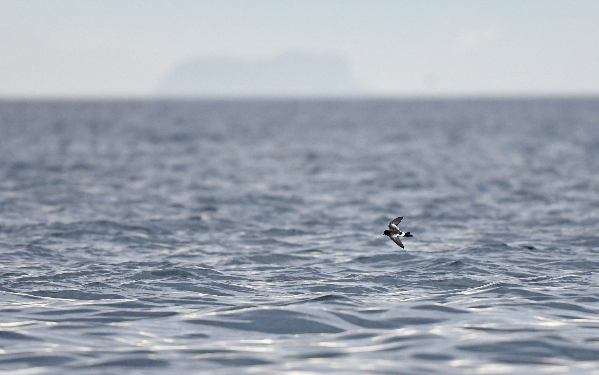 Pincoya Storm Petrel (Oceanites pincoyae), photo 4