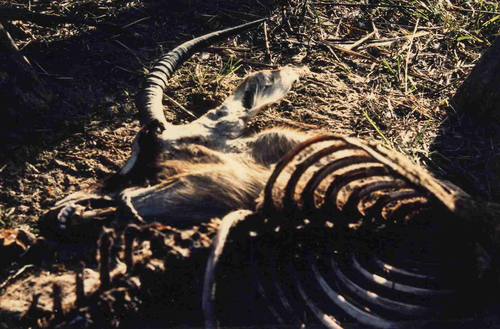 Western Roan Antelope