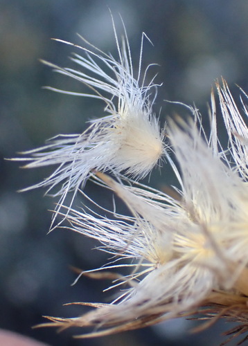 Image of Dicoma picta by (c) Nicola van Berkel, some rights reserved (CC BY-SA)
