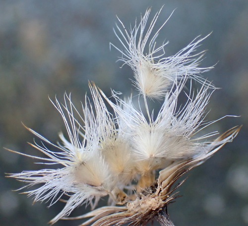 Image of Button Karmedik (Dicoma picta) by (c) Nicola van Berkel, some rights reserved (CC BY-SA)
