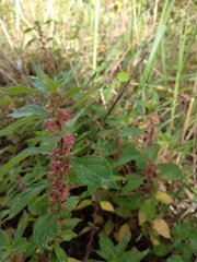 Parietaria