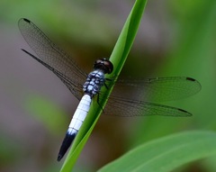 Brachydiplax farinosa