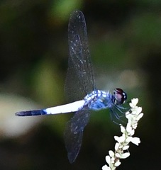 Brachydiplax farinosa