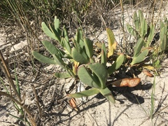 Carpobrotus quadrifidus