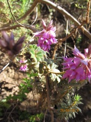 Indigofera mauritanica