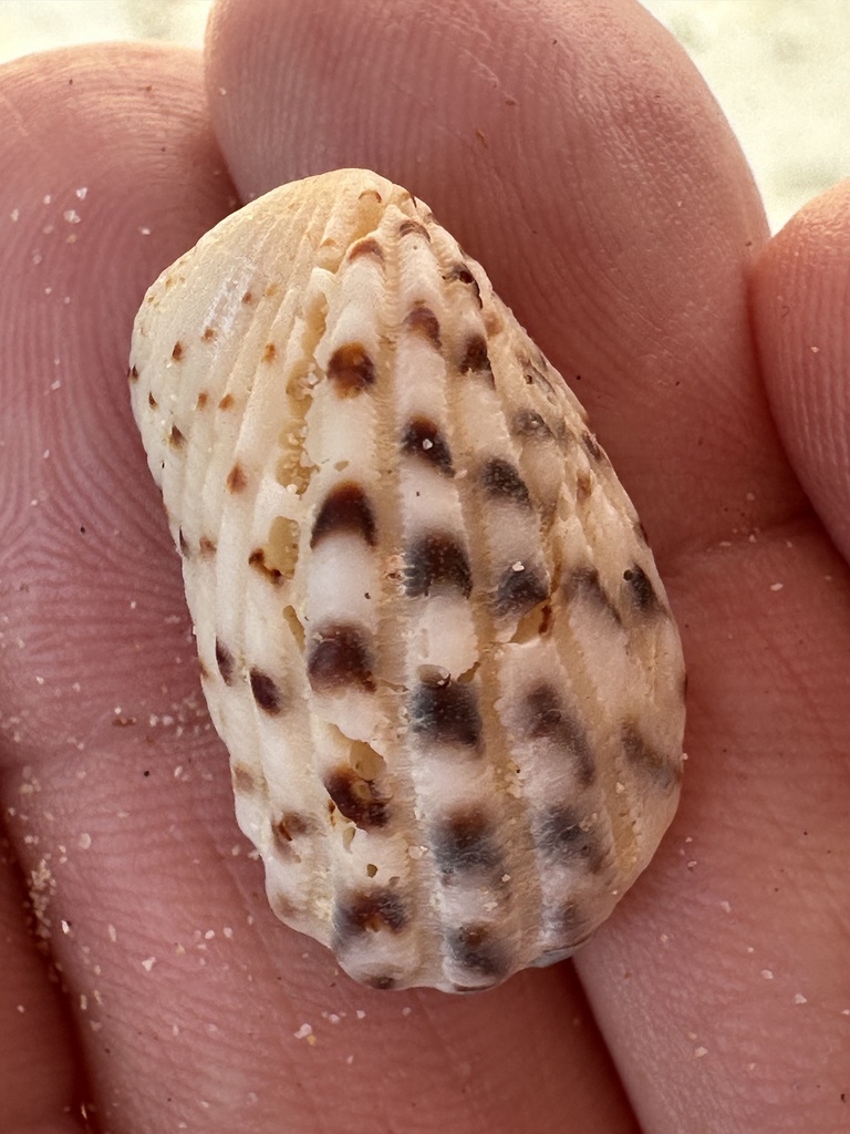 Rectangular false cockle