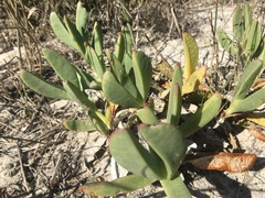 Carpobrotus quadrifidus