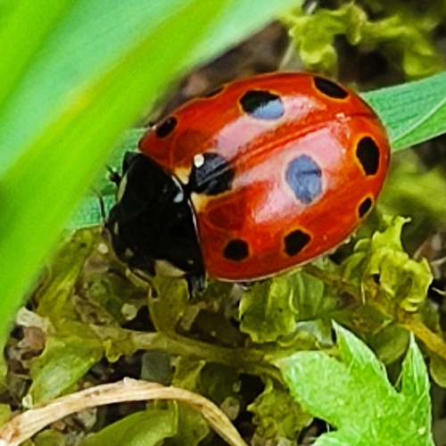 Eleven-spotted Ladybird Beetle