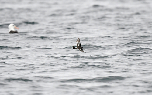Pincoya Storm-Petrel (Oceanites pincoyae)