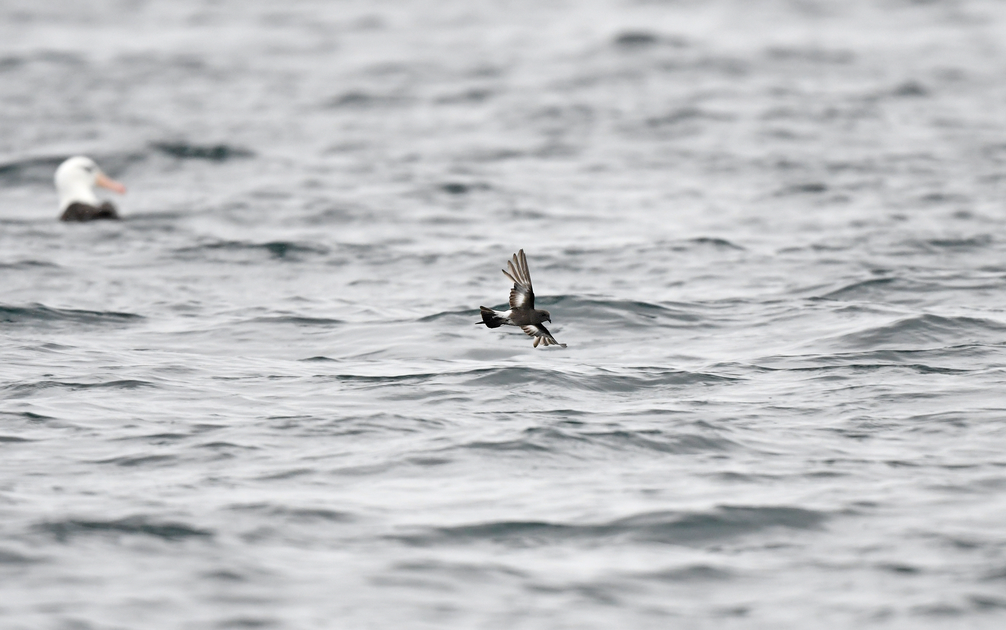 Pincoya Storm-Petrel illustration