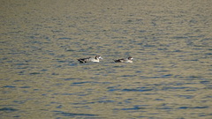 Speculanas specularis