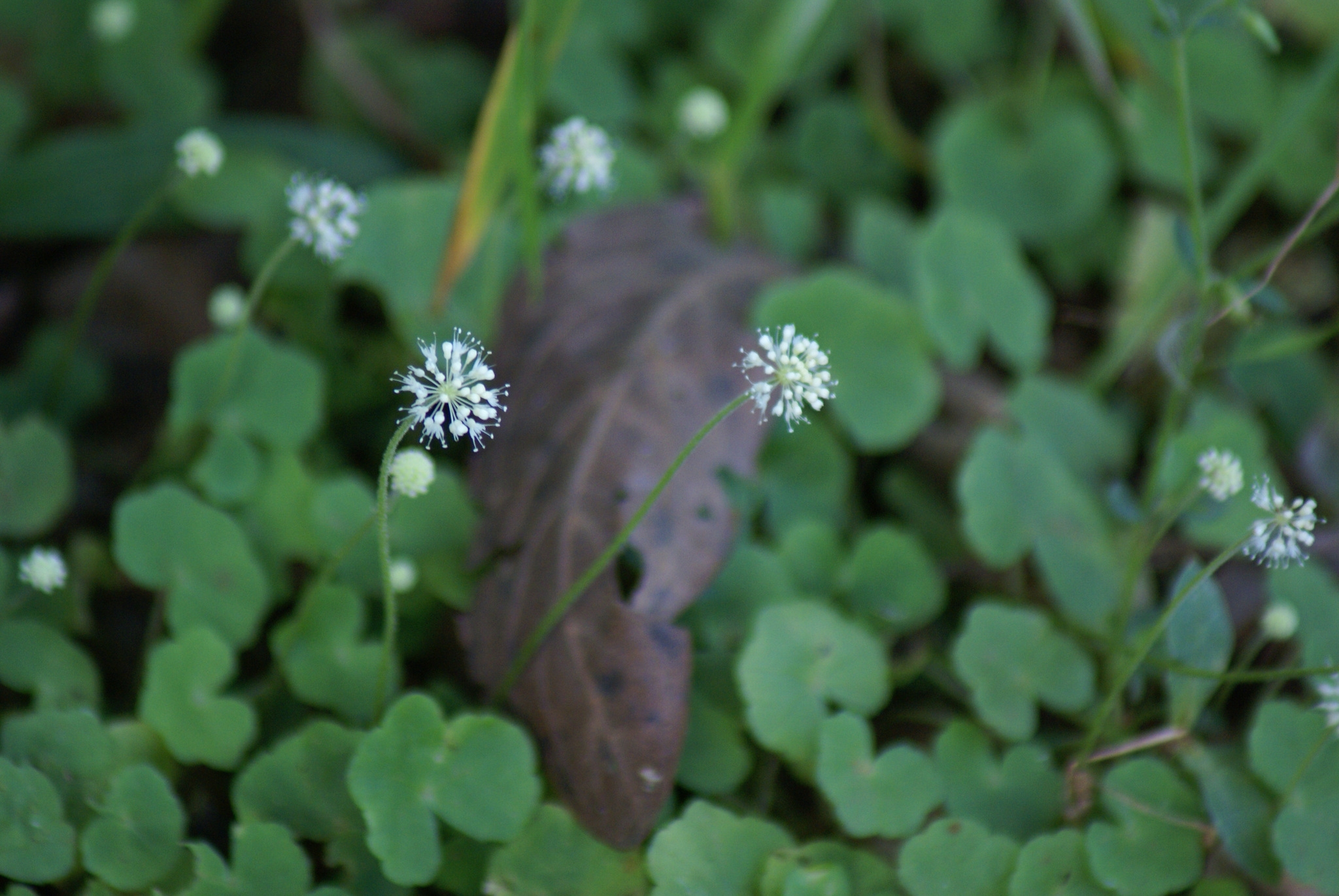 Hydrocotyle leucocephala
