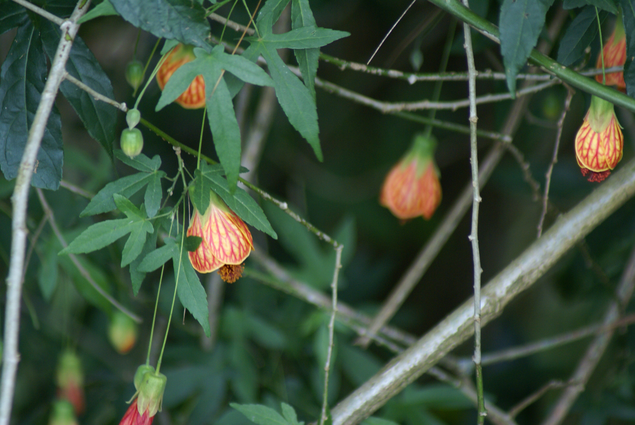 Callianthe picta