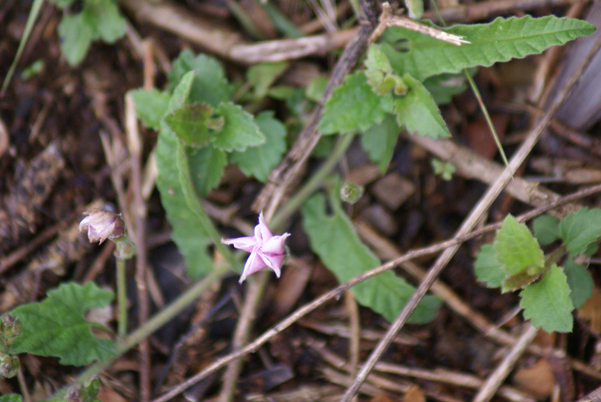 Convolvulus bonariensis
