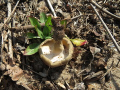 Lentinus substrictus