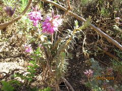 Indigofera mauritanica
