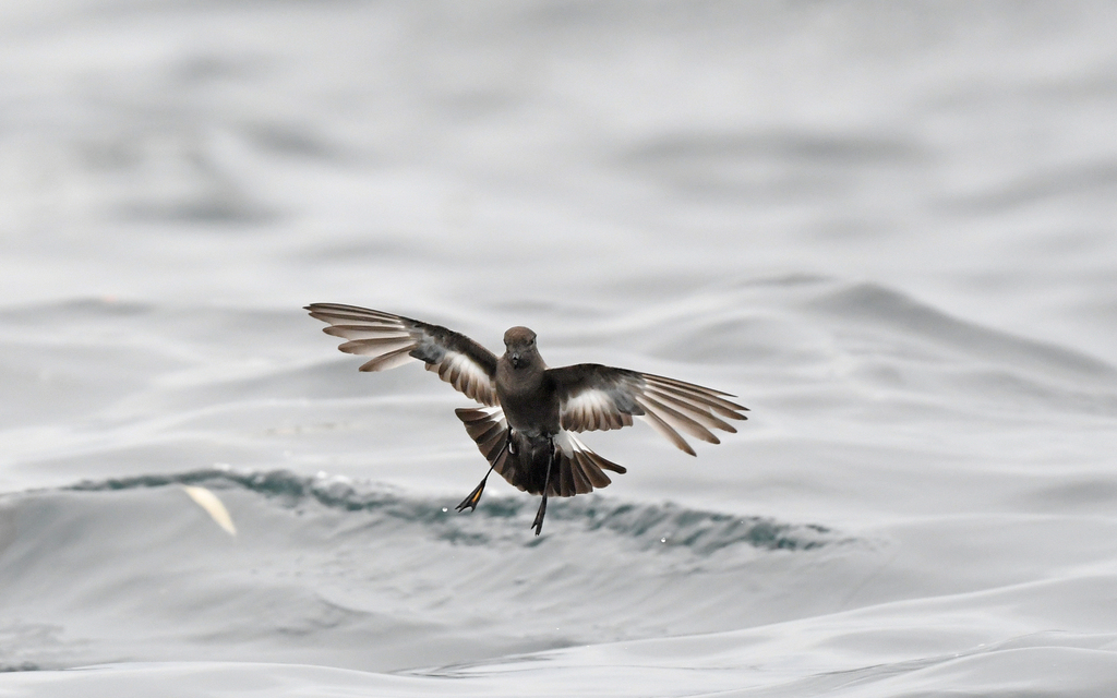 Pincoya Storm-Petrel (Oceanites pincoyae) photo