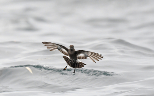 Pincoya Storm Petrel (Oceanites pincoyae), photo 1