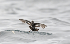 Pincoya Storm Petrel photo 1