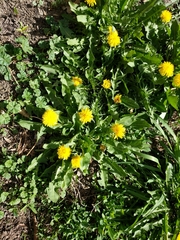 Taraxacum officinale