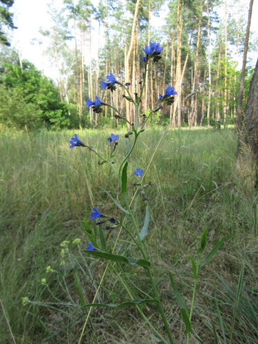 Anchusa gmelinii (Anchusa gmelinii)