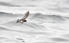 Pincoya Storm Petrel photo 3