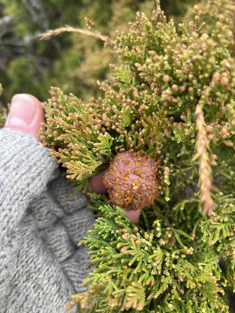 juniper-apple rust from Barrington, RI, US on April 13, 2024 at 07:34 ...