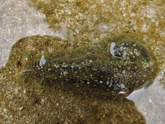 Dolabrifera nicaraguana