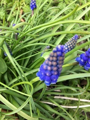 Muscari armeniacum