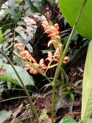 Stromanthe stromanthoides