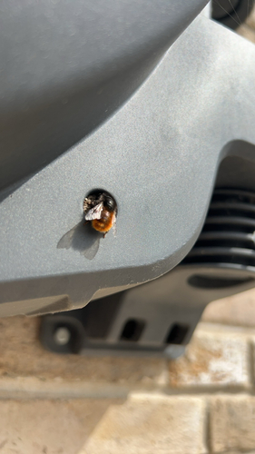 European Orchard Bee, Tholen, photo 7 of 10