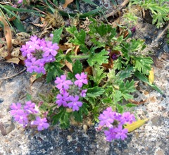 Glandularia delticola