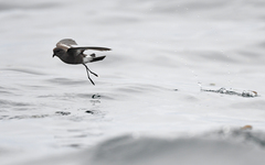 Pincoya Storm Petrel photo 4