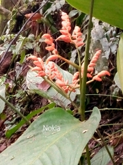 Stromanthe stromanthoides