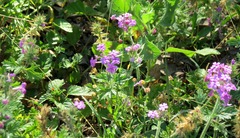 Glandularia delticola