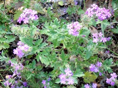 Glandularia delticola