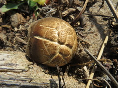 Lentinus substrictus