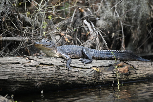 American Alligator photographed in Louisiana