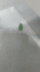 Chremistica ochracea